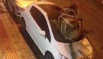 Un cheval s'échappe d'une calèche et fonce dans le pare-brise d'une voiture