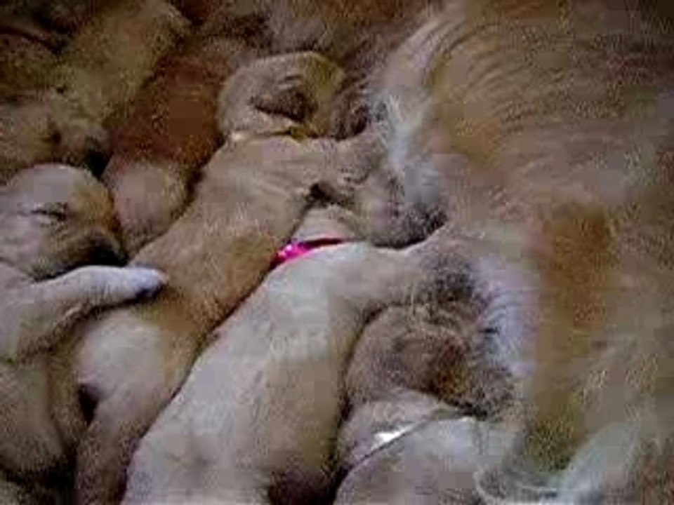 la tétée de noël...