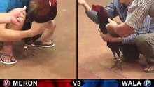 Đá gà Thomo mới nhất 2018 ngày 03/10/2018 - Video 3