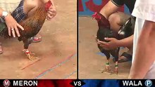 Đá gà Thomo mới nhất 2018 ngày 03/10/2018 - Video 7