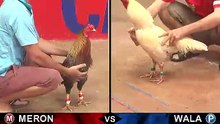 Đá gà Thomo mới nhất 2018 ngày 03/10/2018 - Video 9