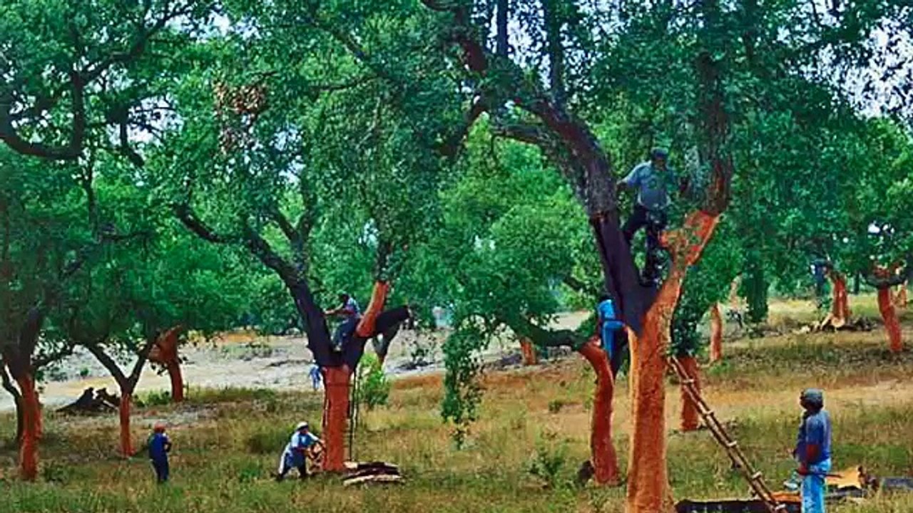 Buy 6mm Cork Underlayment At Best Price