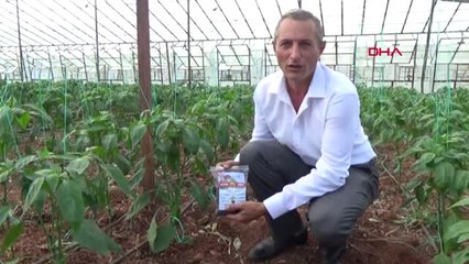 Antalya Serik'te Solucan Gübresi Uygulaması