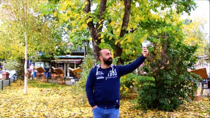 Kaldırımlara düşen sarı yapraklar vatandaşlara görsel şölen yaşatıyor