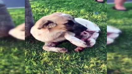 Manavgat’ta sokak köpeği tüfekle vuruldu