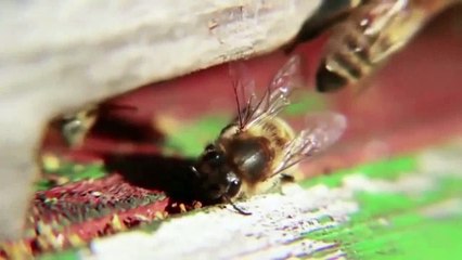 Unsealed Alien Files S02E12 Alien Earth