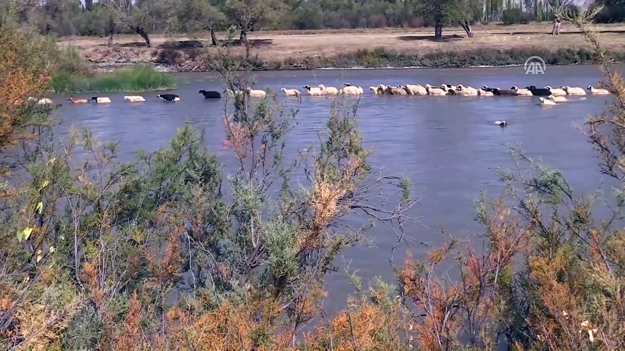 Koyunların köye dönüş yolculuğu - ERZİNCAN