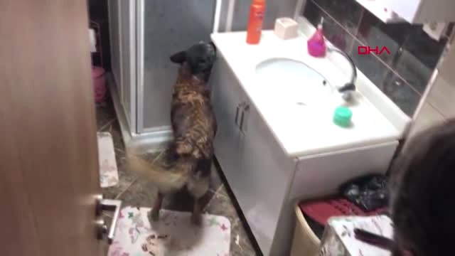 Uşak Tavla İçindeki Uyuşturucu Hapları Narkotik Köpeği 'Tora' Buldu