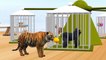 Matching Baby Animals Play Indoor Playground With Mother Animals And Fruits  Animals Colors