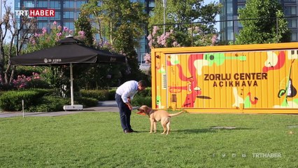 Görme engellilerin gören gözleri: Rehber köpekler