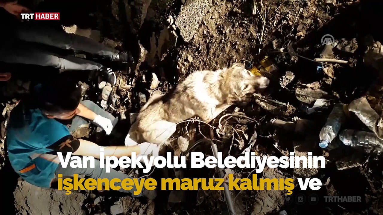 Ölüme terk edilen köpek görme engellilere rehberlik yapıyor