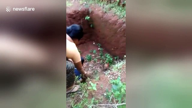 Mother hen terrorises boy who gets too close to her chicks