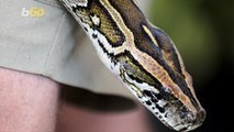 One of the World's Deadliest Snakes Will Have a New Home At This American Zoo