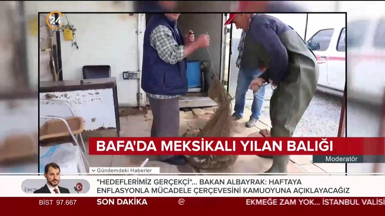 Bafa'da Meksikalı  yılan balığı