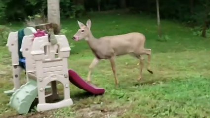 Un petit génie du montage remix à sa façon une musique bien connu !