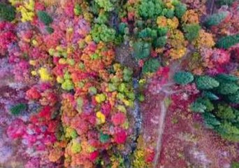 'Unbe-leaf-able' Drone Footage Shows Fall Colors in Northern Utah