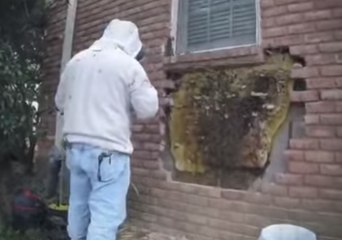 Oh Beehive! – Bee Whisperer Removes Enormous Hive From Tennessee Home