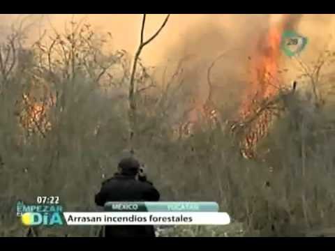 Arrasan incendios forestales a decenas de hectáreas en Yucatán