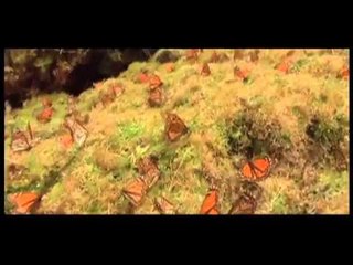 Platillos de temporada y La Mariposa Monarca