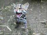 Domaine des fauves de Fitilieu : pourquoi les deux chats léopards du Bengal ont-ils été nommés Xia et Bao ?