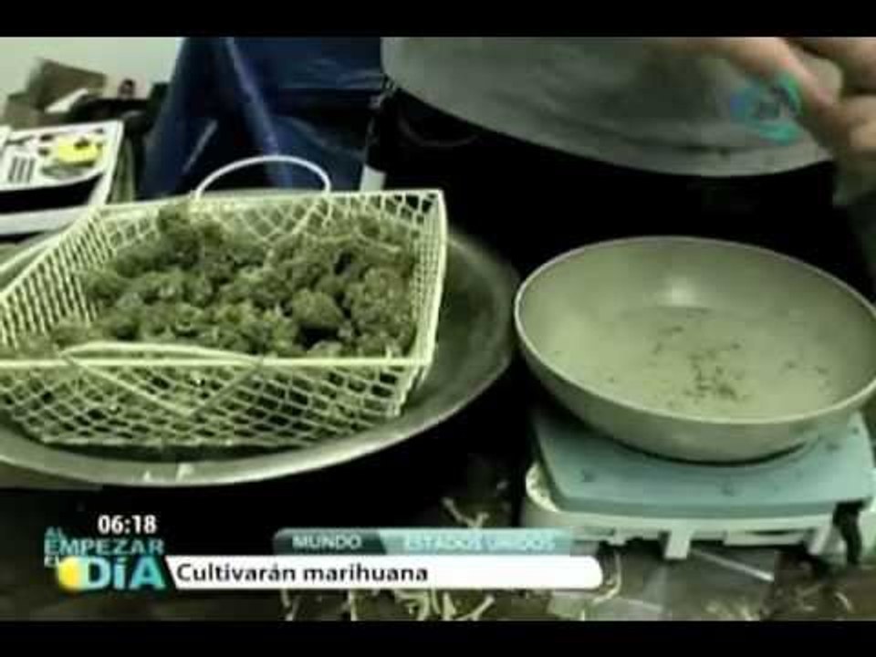 Cultivarán marihuana cerca de la Casa Blanca