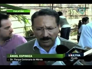 Tigre de bengala ataca a un trabajador en un zoológico de Yucatán