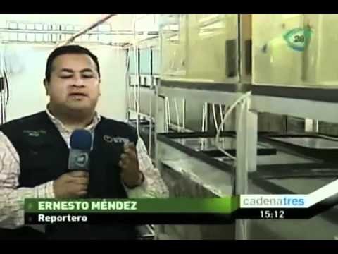 Cría de peces de ornato se ha convertido en una alternativa de trabajo