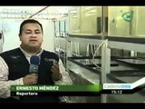 Cría de peces de ornato se ha convertido en una alternativa de trabajo