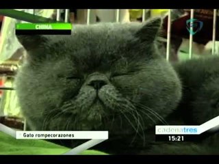 Gato rompe corazones en China