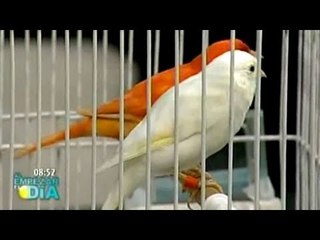 Canarios, unas aves domésticas
