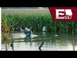 Reportan pérdida de 3 mil hectáreas de cultivo por inundaciones / Titulares con Vianey Esquinca