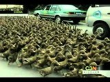 Agricultor en China guía a 5 mil patos para alimentarse