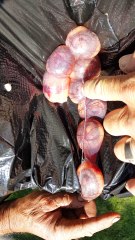 Embryo Sac Filled with Baby Snakes