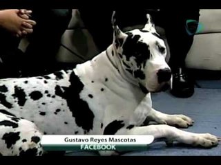 Viernes de mascotas: el Gran Danés
