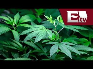 Legalizan en Washington la venta recreativa de mariguana/ Global con Paola Barquet