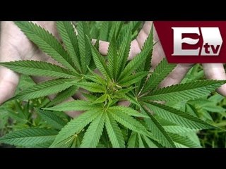 America Latina busca legalizar la marihuana / Global con Paola Barquet