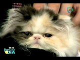 Viernes de mascotas: el gato persa
