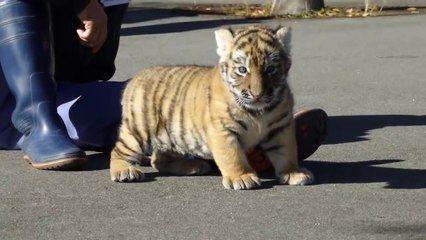 Ce bébé tigre est la chose la plus craquante de votre journée