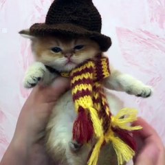 The cutest little wizard I've ever seen 