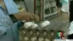 Profeco prepara multas por alza en precios de huevo