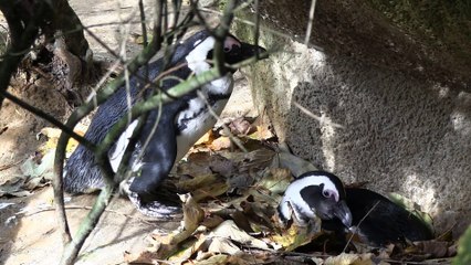 African penguin