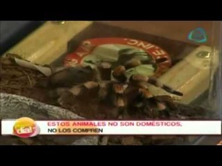 Africam Safari en el foro de Nuestro Día- 30 de septiembre 2014