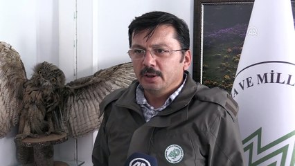 Usulsüz bıldırcın avına 402 lira ceza - ORDU