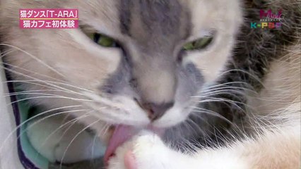 110924 NHKG MJ presents K-POP SP (T-ara)