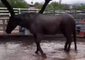 Arizona Police Horse Has Fun in the Mud After Heavy Rain