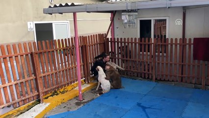 4 Ekim Dünya Hayvanları Koruma Günü - İSTANBUL