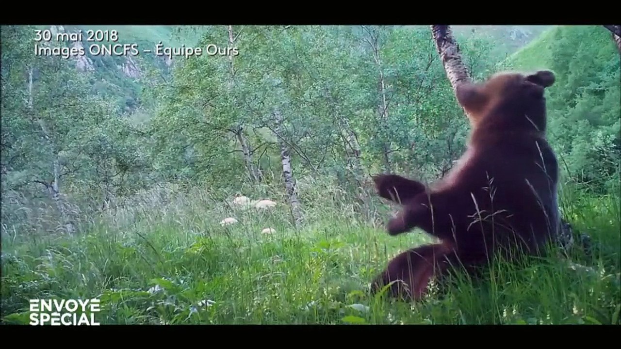 "Envoyé spécial" enquête en Ariège chez ceux qui veulent la peau de l'ours