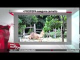 Profepa asegura 25 animales silvestres en Quintana Roo / Excélsior Informa
