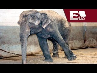 Aprueban iniciativa que prohibe la presencia de animales en actos circenses / Mariana y Kimberly