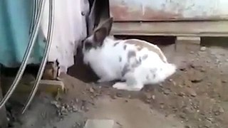 Kedi arkadaşını kurtarmak için tünel kazan tavşan